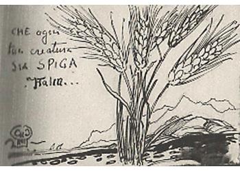 Spighe di grano Spighe di grano
